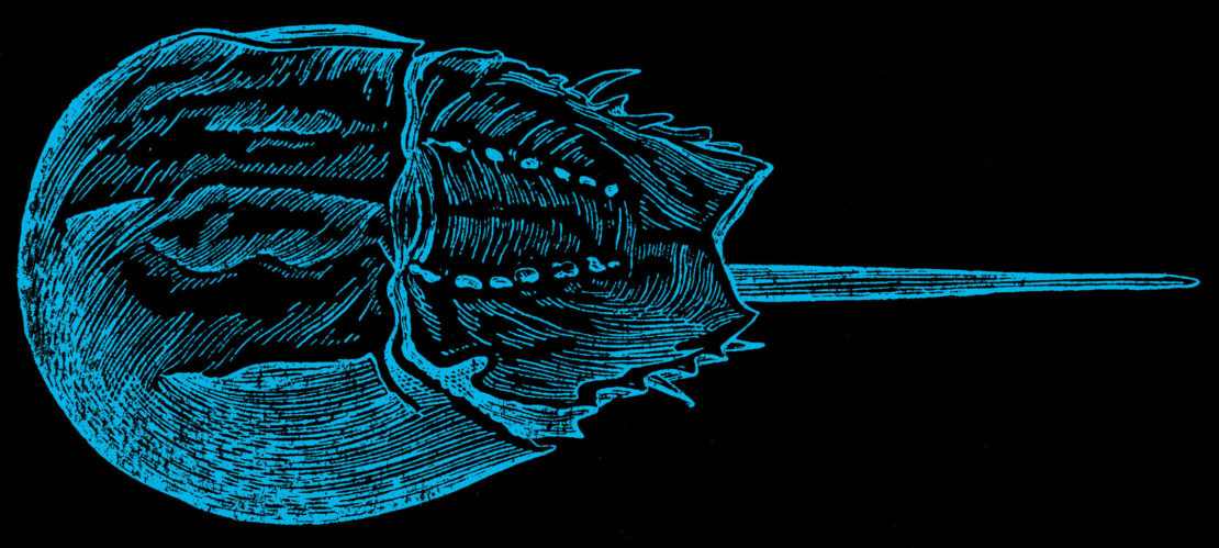 Horseshoe crab