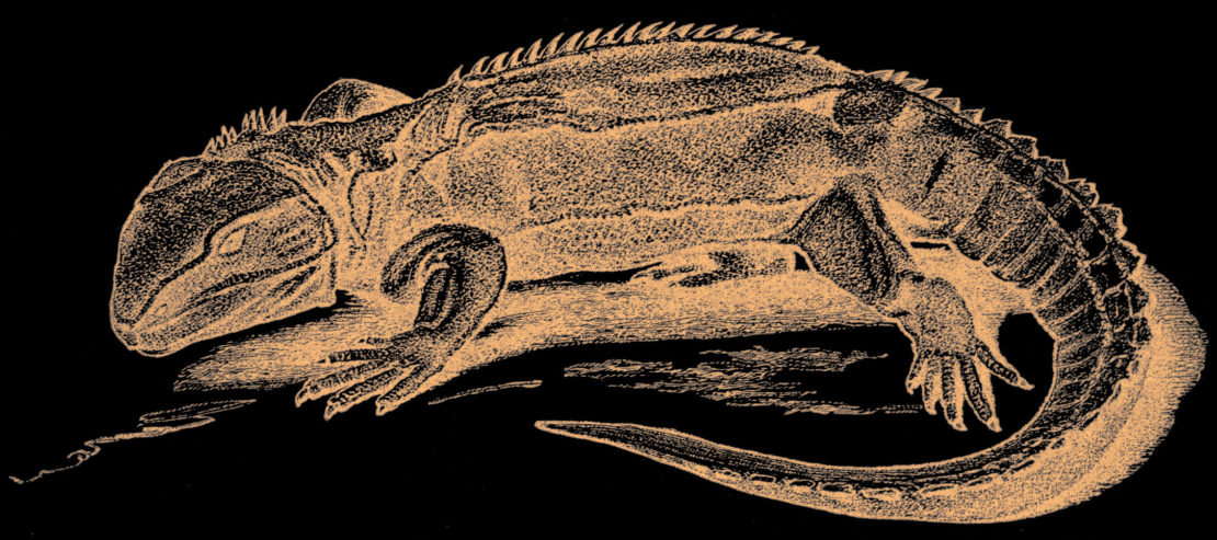 Tuatara lizard