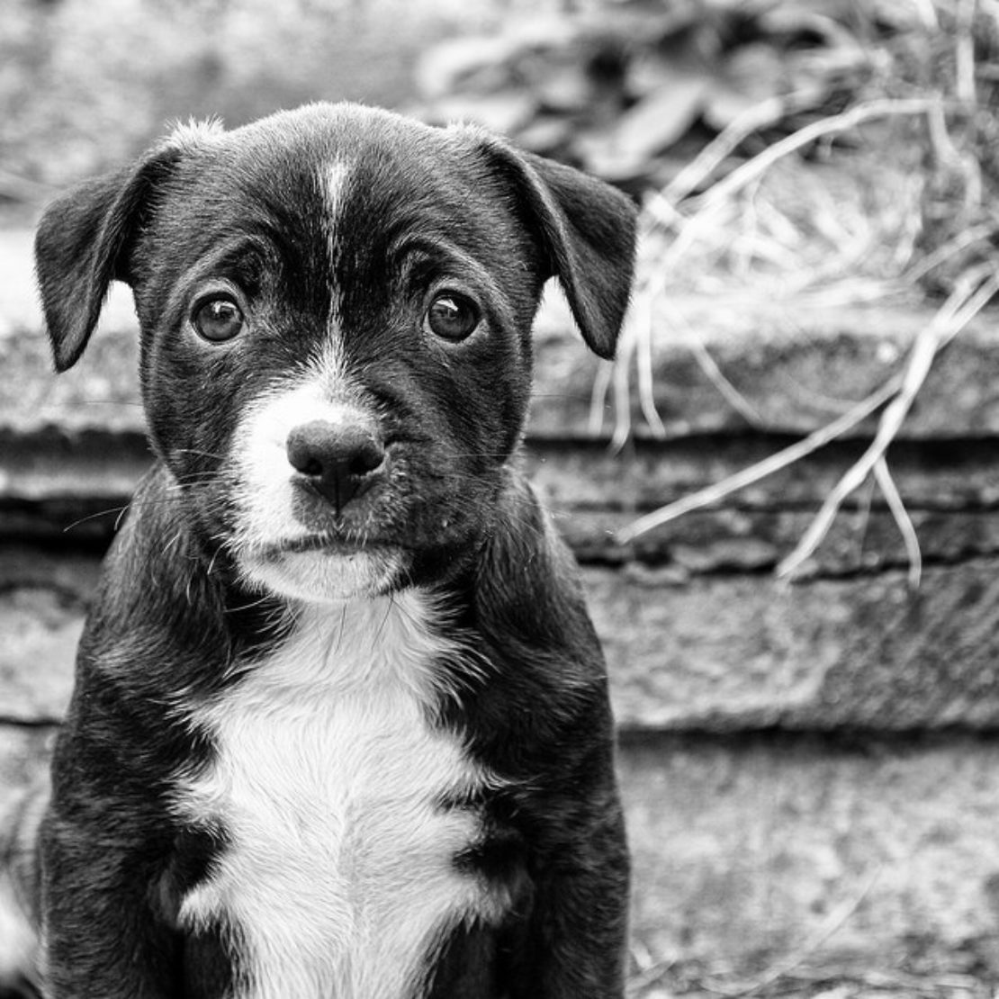Sad-looking dog, by Stewart Black